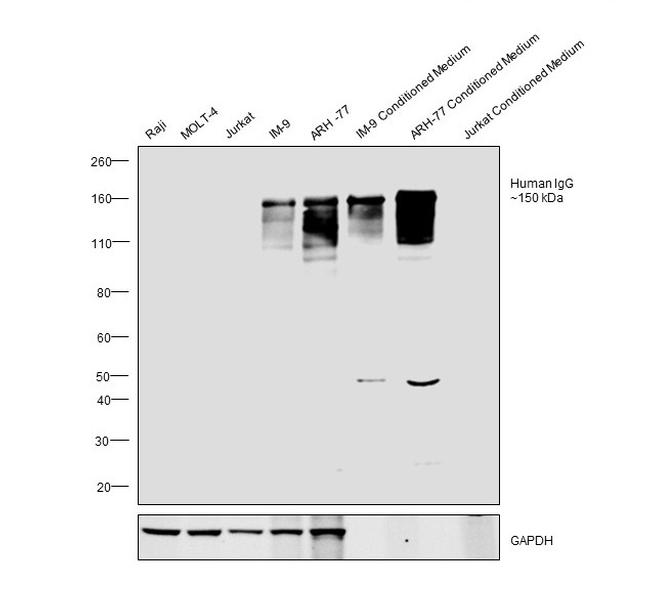 Human IgG (H+L) Cross-Adsorbed Secondary Antibody in Western Blot (WB)