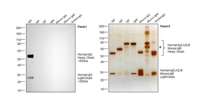 Human IgG (H+L) Cross-Adsorbed Secondary Antibody in Western Blot (WB)