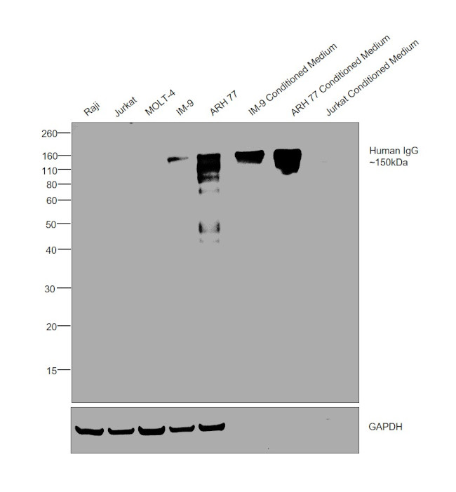 Human IgG Fc Secondary Antibody