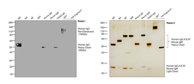 Human IgG Fc Secondary Antibody in Western Blot (WB)