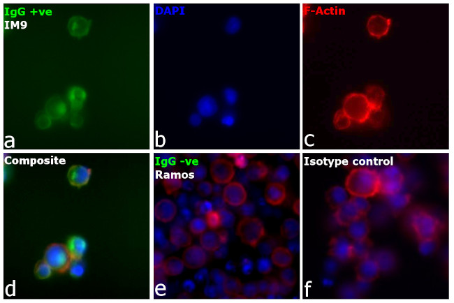 Human IgG Fc Secondary Antibody in Immunocytochemistry (ICC/IF)