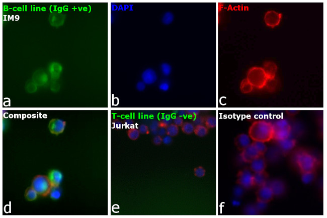 Human IgG Fc Secondary Antibody in Immunocytochemistry (ICC/IF)