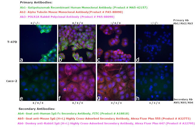 Human IgG Fc Secondary Antibody in Immunocytochemistry (ICC/IF)