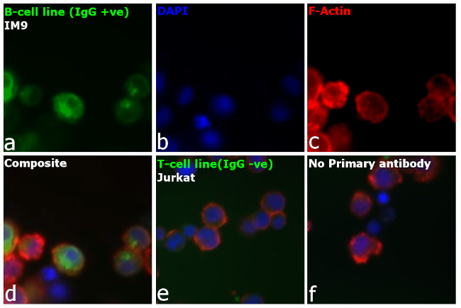 Human IgG Fc Secondary Antibody in Immunocytochemistry (ICC/IF)