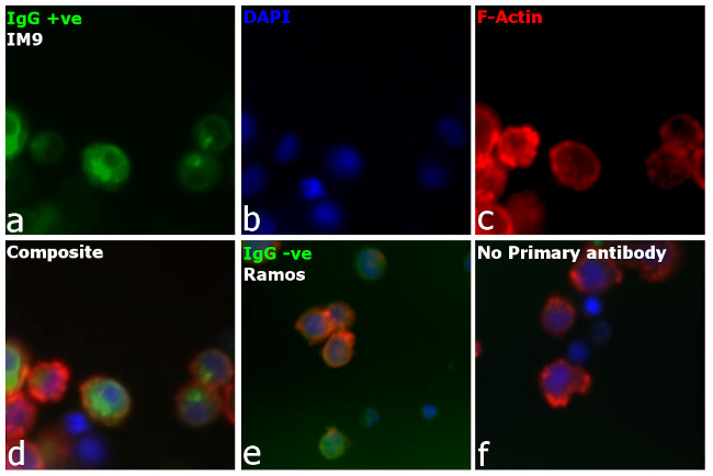 Human IgG Fc Secondary Antibody in Immunocytochemistry (ICC/IF)