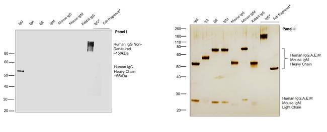 Human IgG Fc Secondary Antibody in Western Blot (WB)