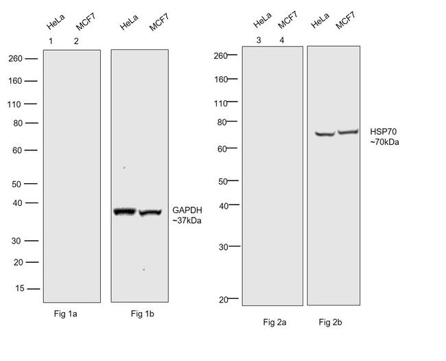 Human IgG Fc Cross-Adsorbed Secondary Antibody in Western Blot (WB)