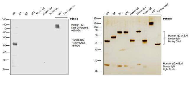 Human IgG Fc Cross-Adsorbed Secondary Antibody in Western Blot (WB)