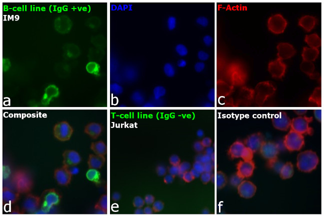 Human IgG Fc Highly Cross-Adsorbed Secondary Antibody in Immunocytochemistry (ICC/IF)