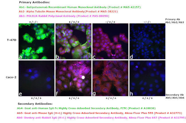 Human IgG Fc Highly Cross-Adsorbed Secondary Antibody in Immunocytochemistry (ICC/IF)