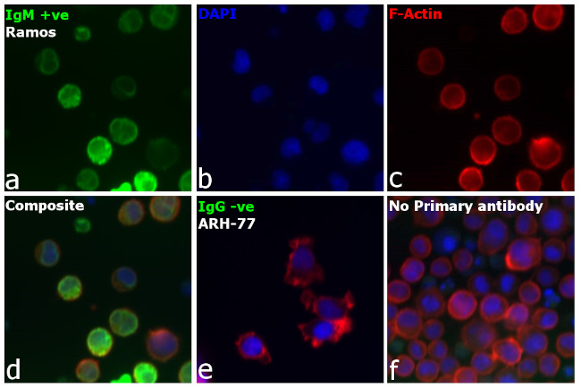 Human IgM (Heavy chain) Secondary Antibody in Immunocytochemistry (ICC/IF)