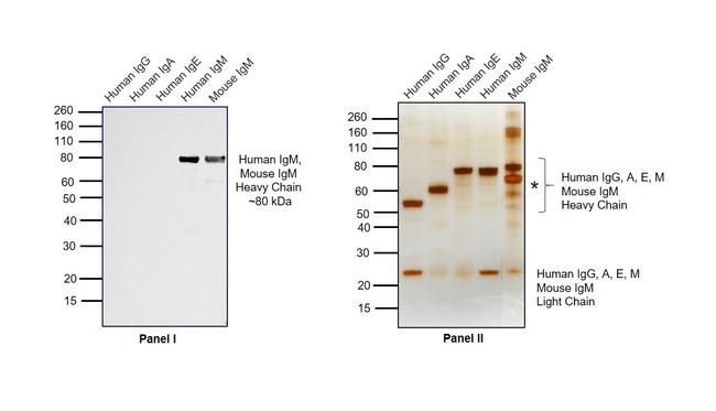 Human IgM (Heavy chain) Cross-Adsorbed Secondary Antibody in Western Blot (WB)