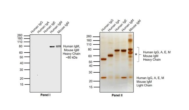 Human IgM (Heavy chain) Cross-Adsorbed Secondary Antibody in Western Blot (WB)