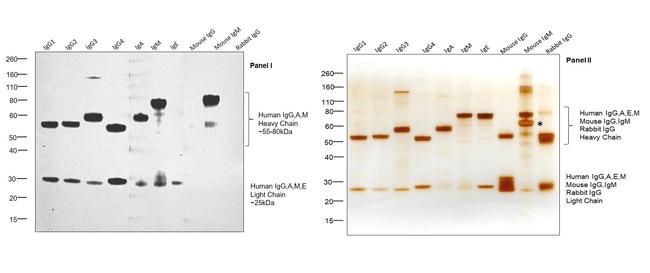 Human IgG, IgM, IgA (H+L) Secondary Antibody in Western Blot (WB)