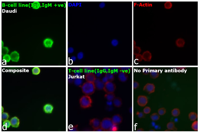 Human IgG, IgM, IgA (H+L) Secondary Antibody in Immunocytochemistry (ICC/IF)