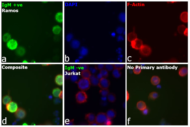 Human IgG, IgM, IgA (H+L) Secondary Antibody in Immunocytochemistry (ICC/IF)