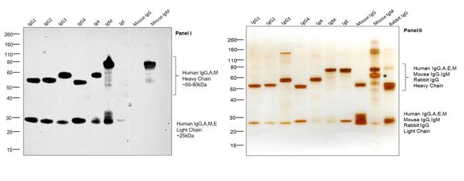 Human IgG, IgM, IgA (H+L) Secondary Antibody in Western Blot (WB)