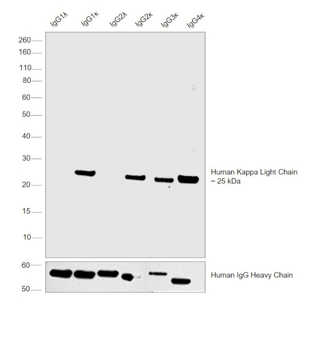 Human Kappa Light Chain Secondary Antibody