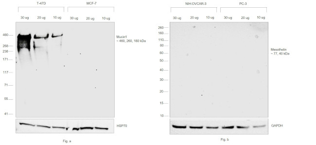 Human Kappa Light Chain Cross-Adsorbed Secondary Antibody