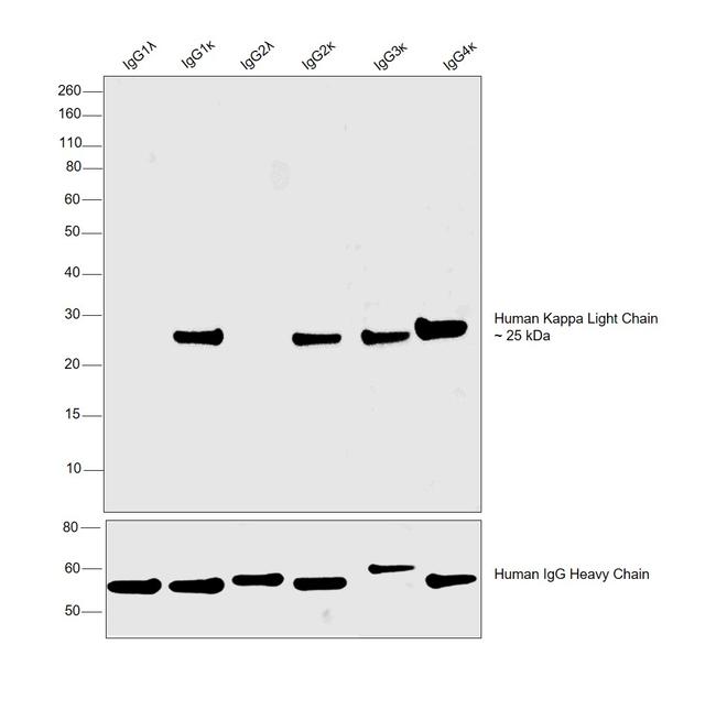 Human Kappa Light Chain Cross-Adsorbed Secondary Antibody in Western Blot (WB)