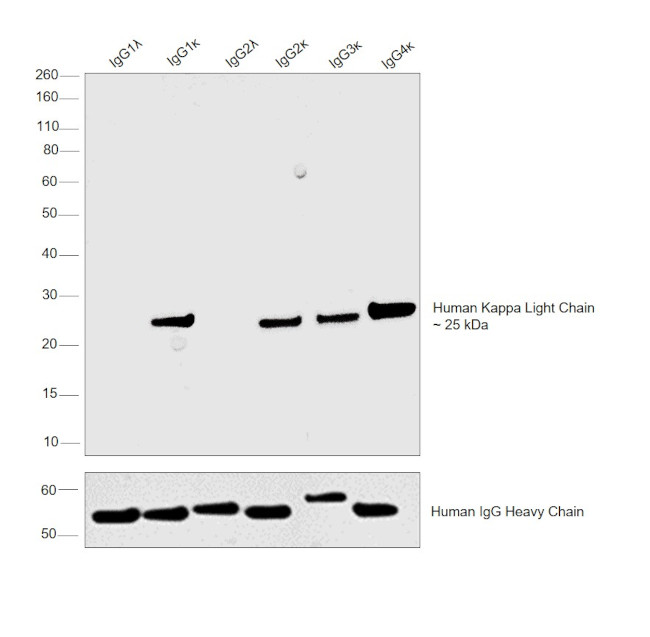 Human Kappa Light Chain Cross-Adsorbed Secondary Antibody