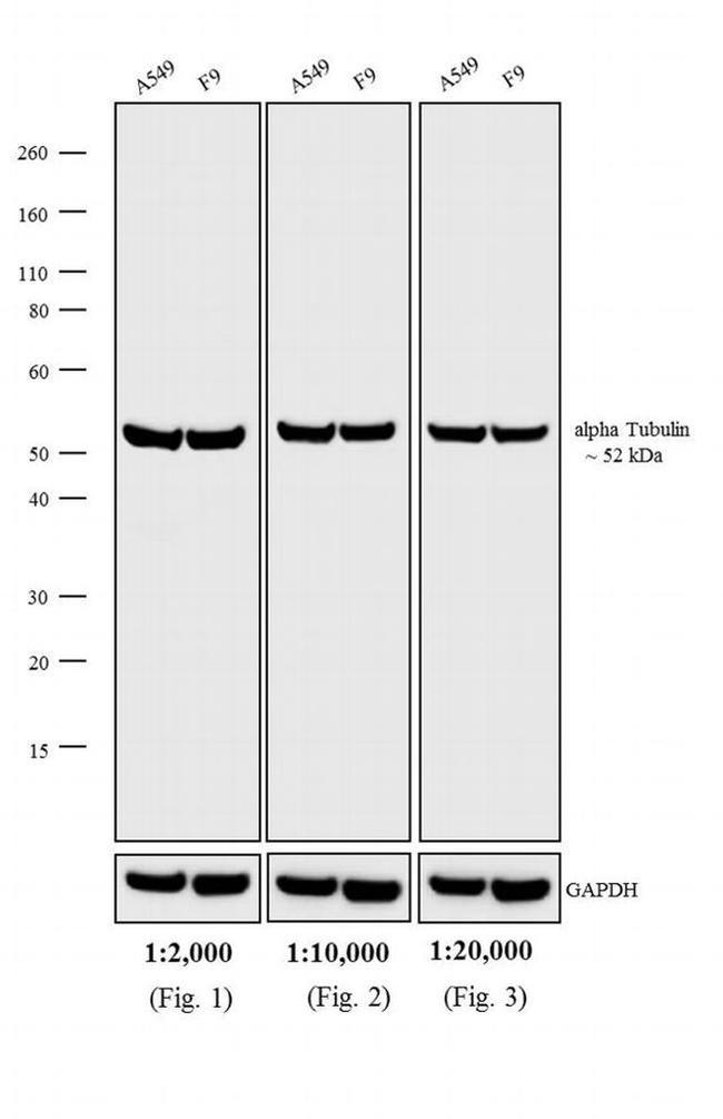 Rat IgG (H+L) Secondary Antibody in Western Blot (WB)