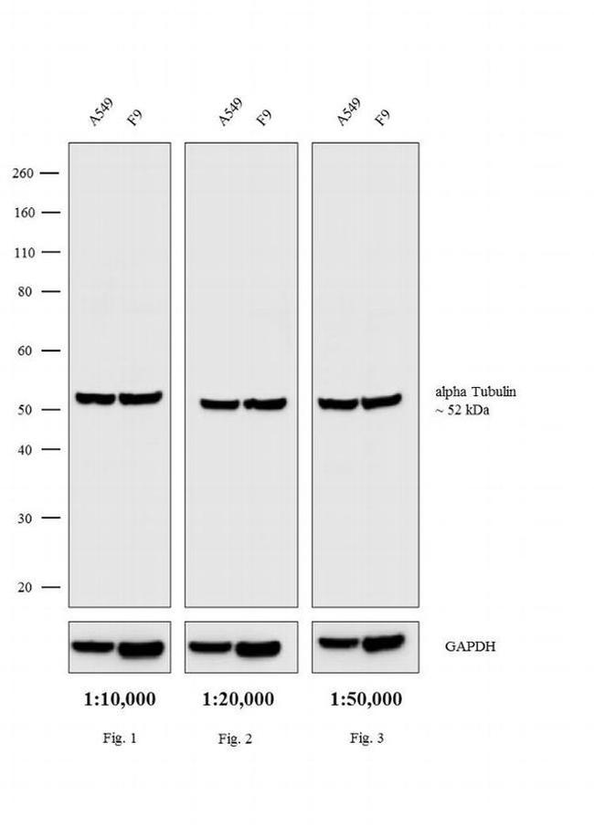 Rat IgG (H+L) Secondary Antibody in Western Blot (WB)