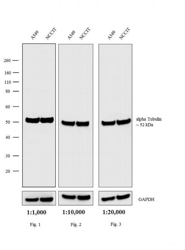 Rat IgG (H+L) Cross-Adsorbed Secondary Antibody in Western Blot (WB)