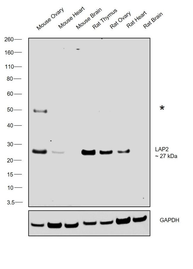 Syrian Hamster IgG (H+L) Secondary Antibody in Western Blot (WB)