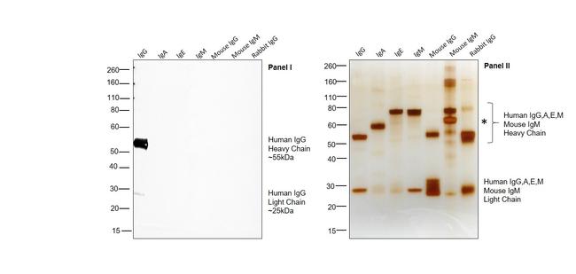 Human IgG (H+L) Secondary Antibody in Western Blot (WB)