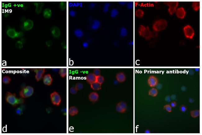 Human IgG (H+L) Secondary Antibody in Immunocytochemistry (ICC/IF)