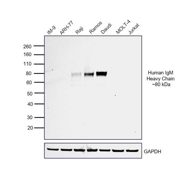 Human IgM (Heavy chain) Secondary Antibody in Western Blot (WB)