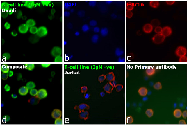 Human IgM (Heavy chain) Secondary Antibody in Immunocytochemistry (ICC/IF)