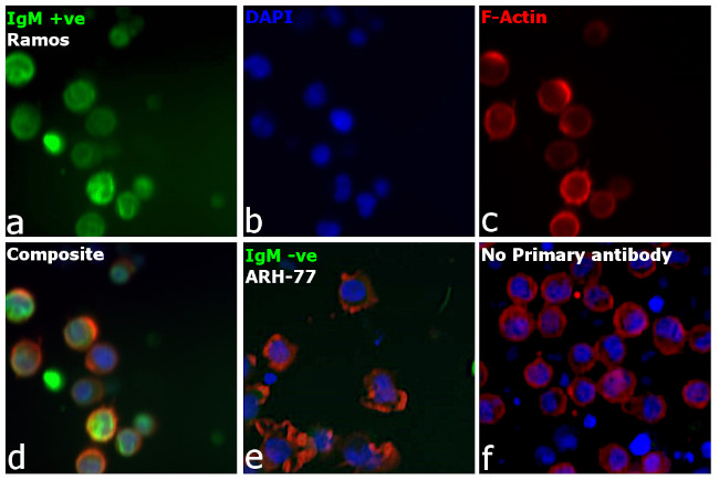 Human IgM (Heavy chain) Secondary Antibody in Immunocytochemistry (ICC/IF)