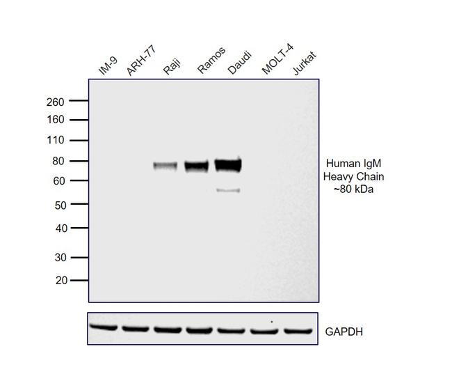 Human IgM (Heavy chain) Secondary Antibody in Western Blot (WB)