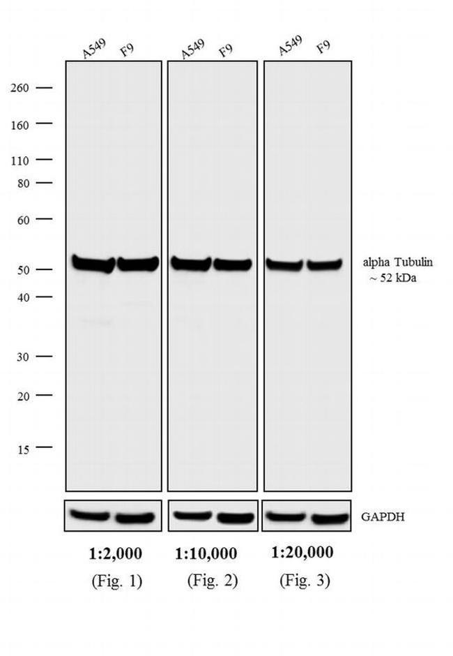 Rat IgG (H+L) Secondary Antibody in Western Blot (WB)