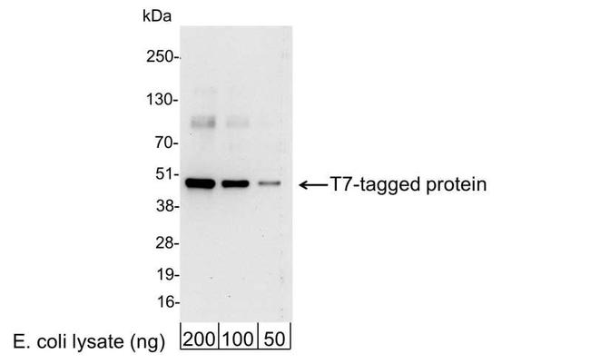 T7 Tag Antibody in Western Blot (WB)