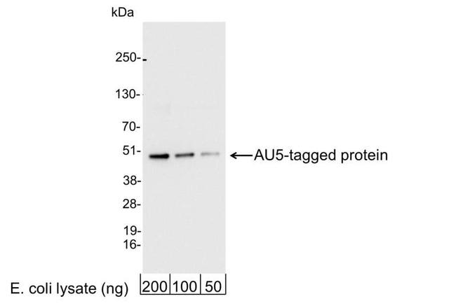 AU5 Tag Antibody in Western Blot (WB)