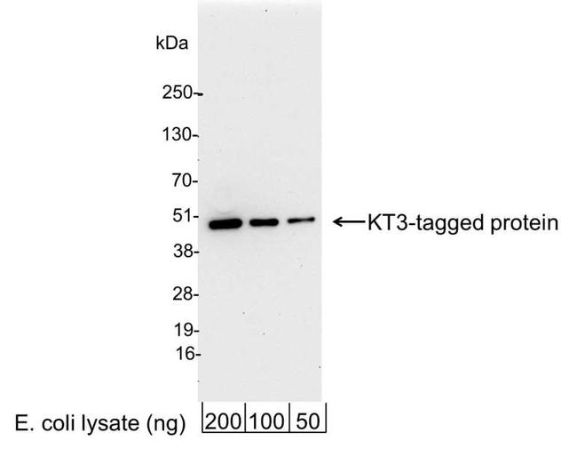 KT3 Tag Antibody in Western Blot (WB)