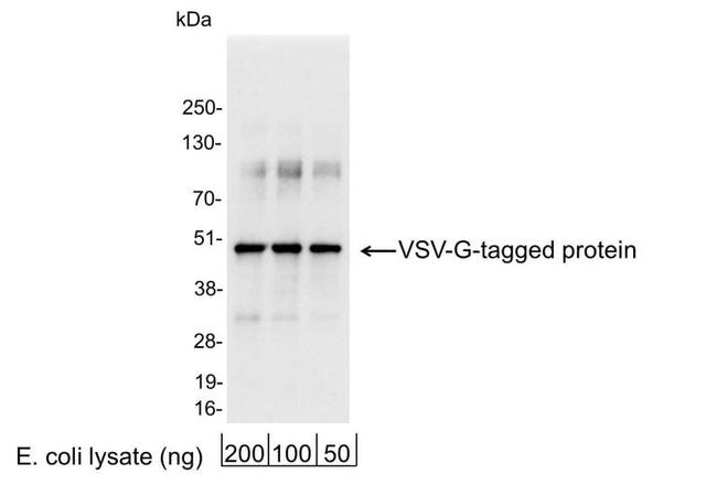 VSV-G Tag Antibody in Western Blot (WB)