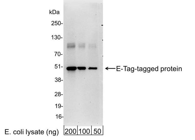 E Tag Antibody in Western Blot (WB)