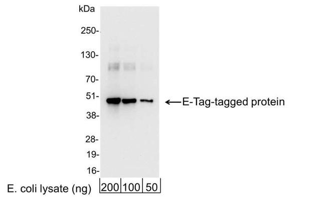 E Tag Antibody in Western Blot (WB)