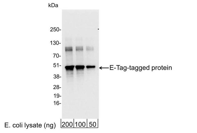 E Tag Antibody in Western Blot (WB)