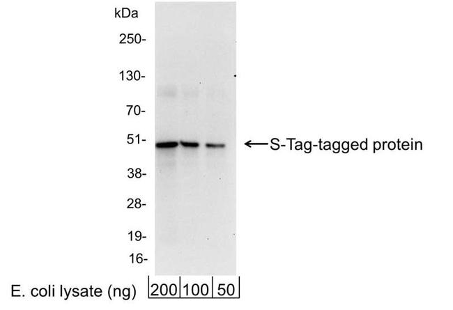 S Tag Antibody in Western Blot (WB)