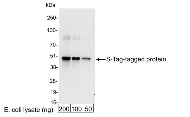 S Tag Antibody in Western Blot (WB)