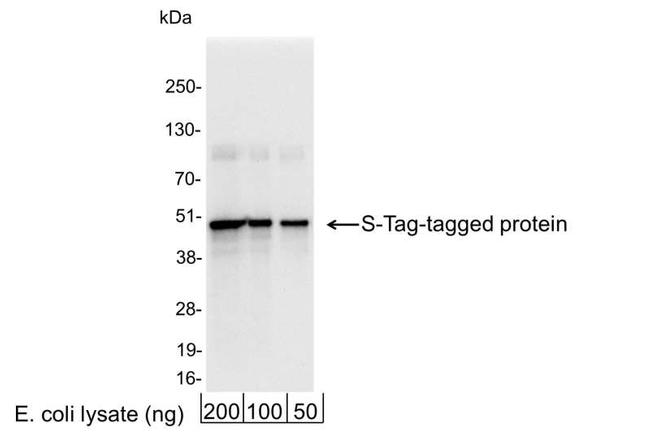 S Tag Antibody in Western Blot (WB)