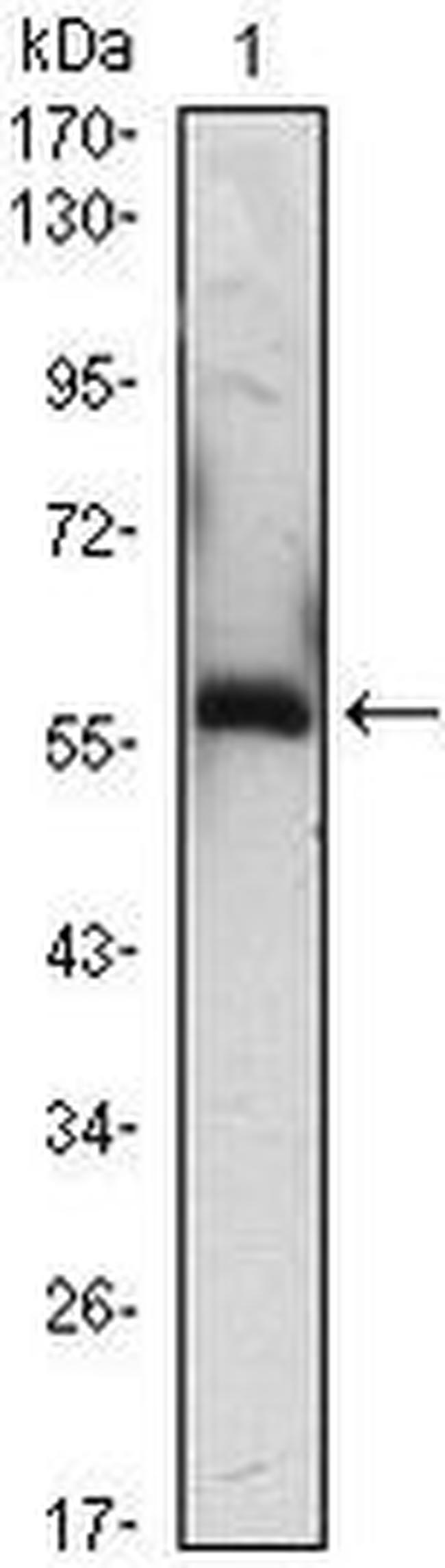 A1BG Antibody in Western Blot (WB)