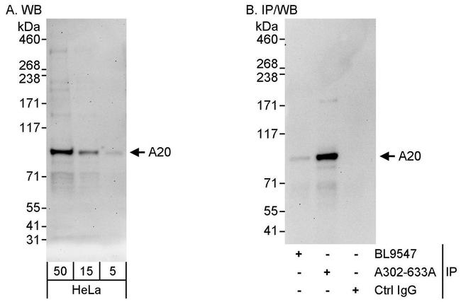 A20 Antibody in Western Blot (WB)