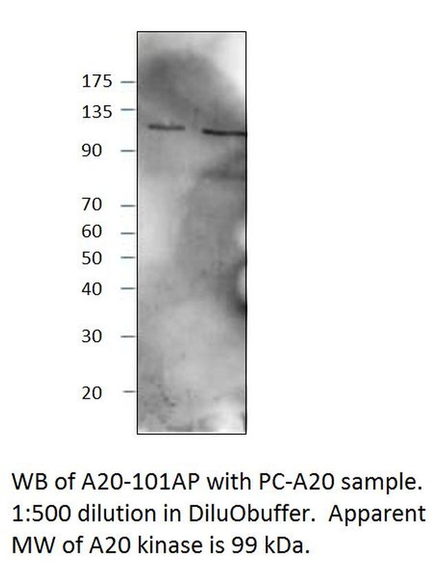 TNFAIP3 Antibody in Western Blot (WB)