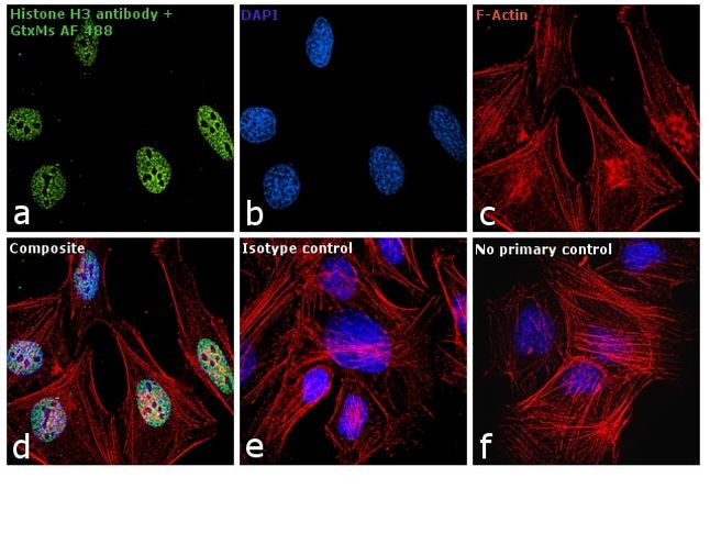 Mouse IgM (Heavy chain) Cross-Adsorbed Secondary Antibody in Immunocytochemistry (ICC/IF)